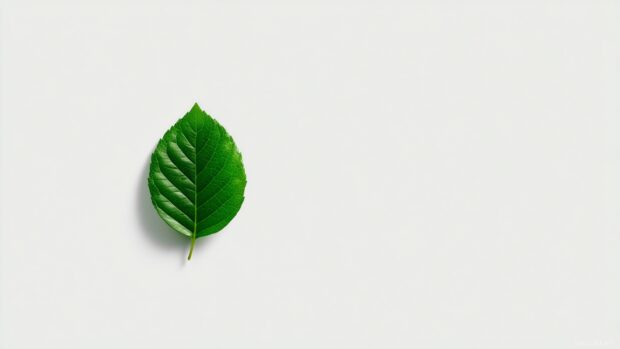 Minimalist computer backgrounds, A simple white canvas with a single green leaf in the center.