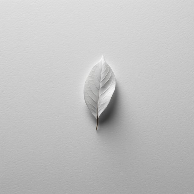 Minimalist iPad backgrounds, A simple white canvas featuring a single leaf with gentle shadows.