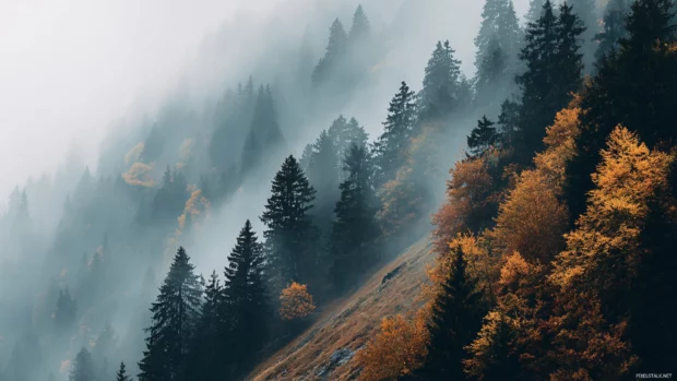 Misty fall mountain wallpaper with soft fog drifting through amber treetops on steep hillside.