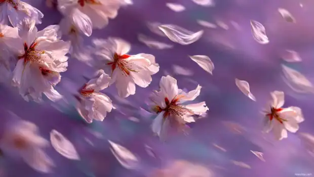 Moving wallpapers free download style of drifting cherry blossom petals in spring breeze.