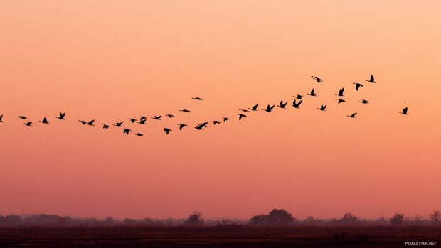 Nature bird wallpapers hd, A captivating scene of migratory birds flying in formation at sunset, silhouetted against an orange pink sky.