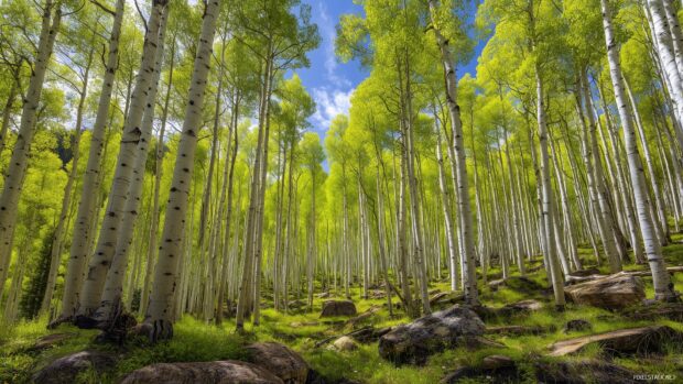 Nature wallpapers aspen trees, A panoramic view of a vast forest of aspen trees with vibrant green leaves in spring.