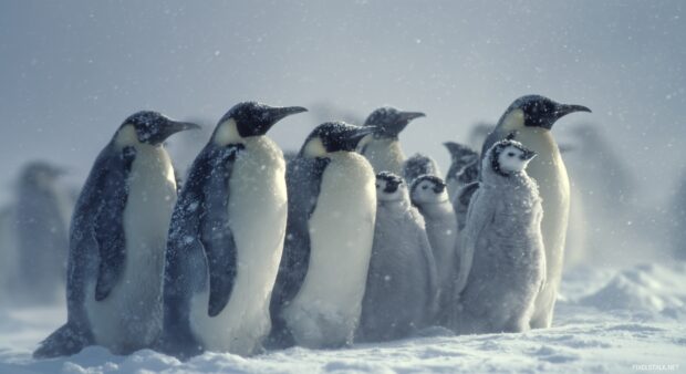 Penguin Wallpaper Download, A detailed scene of a family of penguins huddling together in a snowy environment.