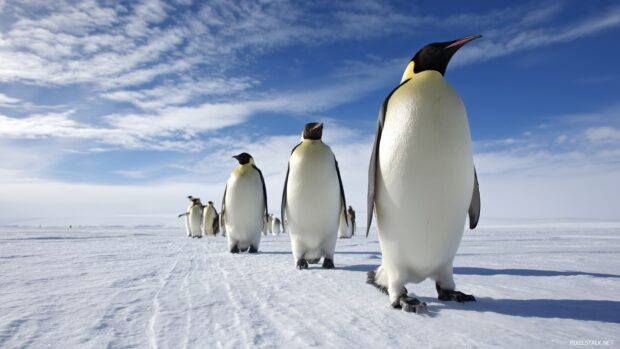 Penguin Wallpaper, Majestic emperor penguins standing tall on a vast, icy terrain with a clear blue sky.