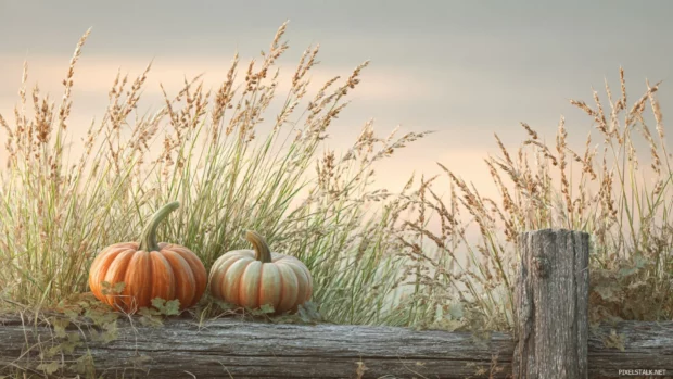 Pumpkin patch wallpaper blending vibrant gourds with wild grasses and rustic fence at dawn.