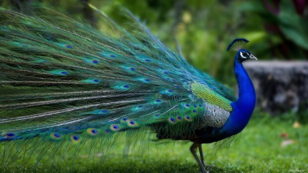 Realistic bird wallpapers hd, A detailed close up study of a striking peacock displaying its feathers in a serene garden setting.