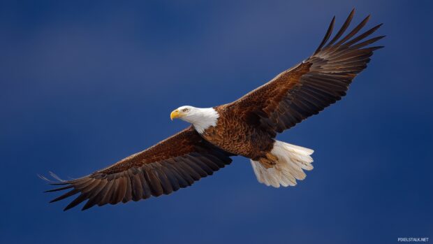 Realistic bird wallpapers hd, An authentic representation of a majestic eagle soaring high in the blue sky, its sharp gaze focused on the landscape below.