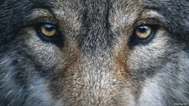 Realistic wolf wallpaper hd capturing the intricate details of a wolf fur and eyes.