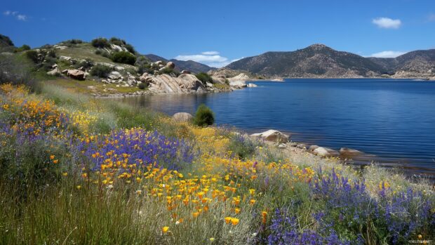 Scenic backgrounds of tranquil lakes surrounded by colorful wildflowers.