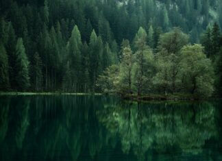 Serene lake surrounded by trees in dark green wallpapers hd.