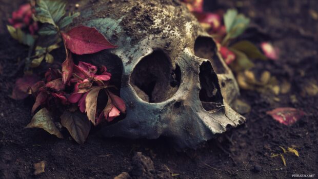 Skull background images hd free download incorporating elements of nature and decay.