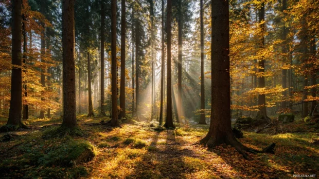Soft Autumn light shining through tall trees in a dense forest, leaves forming a golden carpet on the ground.