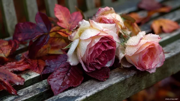 Softly blooming Autumn roses with dew covered petals lying next to fallen crimson leaves on a garden bench.