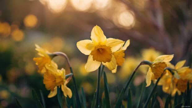 Spring daffodil wallpaper, A picturesque scene of golden daffodils swaying gently in the breeze, invoking the essence of springtime joy.