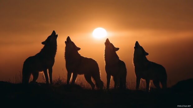 Stunning wolf wallpapers for desktop showcasing a pack of wolves howling at sunset.