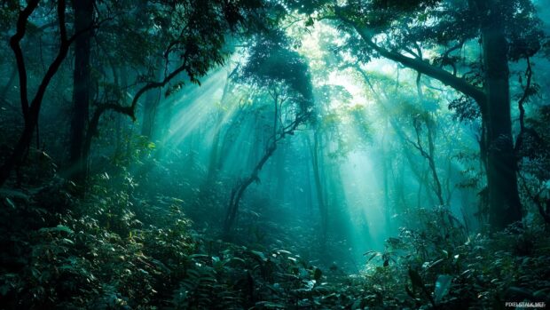 Teal wallpaper hd, A panoramic view of a teal rainforest with sunlight filtering through lush foliage.