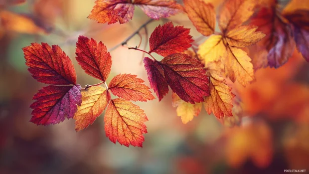 Vibrant autumn leaves wallpaper close up with detailed textures, captured in soft bokeh background and warm highlights.