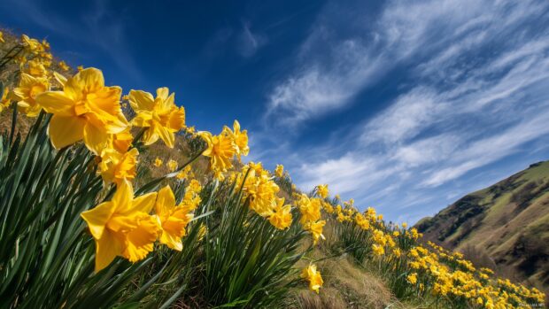 Vibrant daffodil wallpaper, A burst of vibrant daffodils cascading down a hillside, contrasted against a brilliant blue sky, capturing the essence of spring.