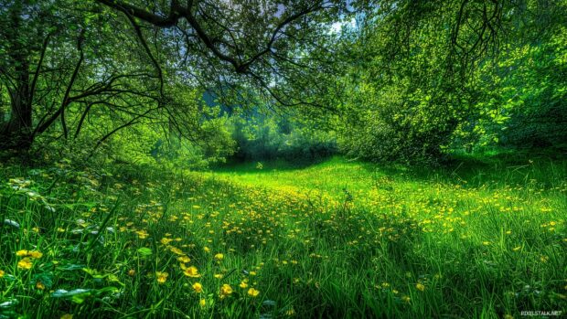 Vivid green wallpapers hd showcasing a vibrant meadow in springtime.