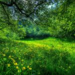 Vivid green wallpapers hd showcasing a vibrant meadow in springt