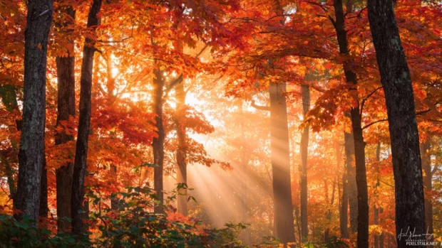 Warm fall laptop wallpaper featuring soft sunrise light streaming through a canopy of maple trees.