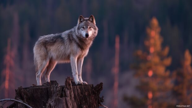 Wild wolf images for desktop displaying a wolf on a lone tree stump with a sunset backdrop.
