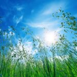 Wildflower field in vivid green wallpapers hd under a bright blu