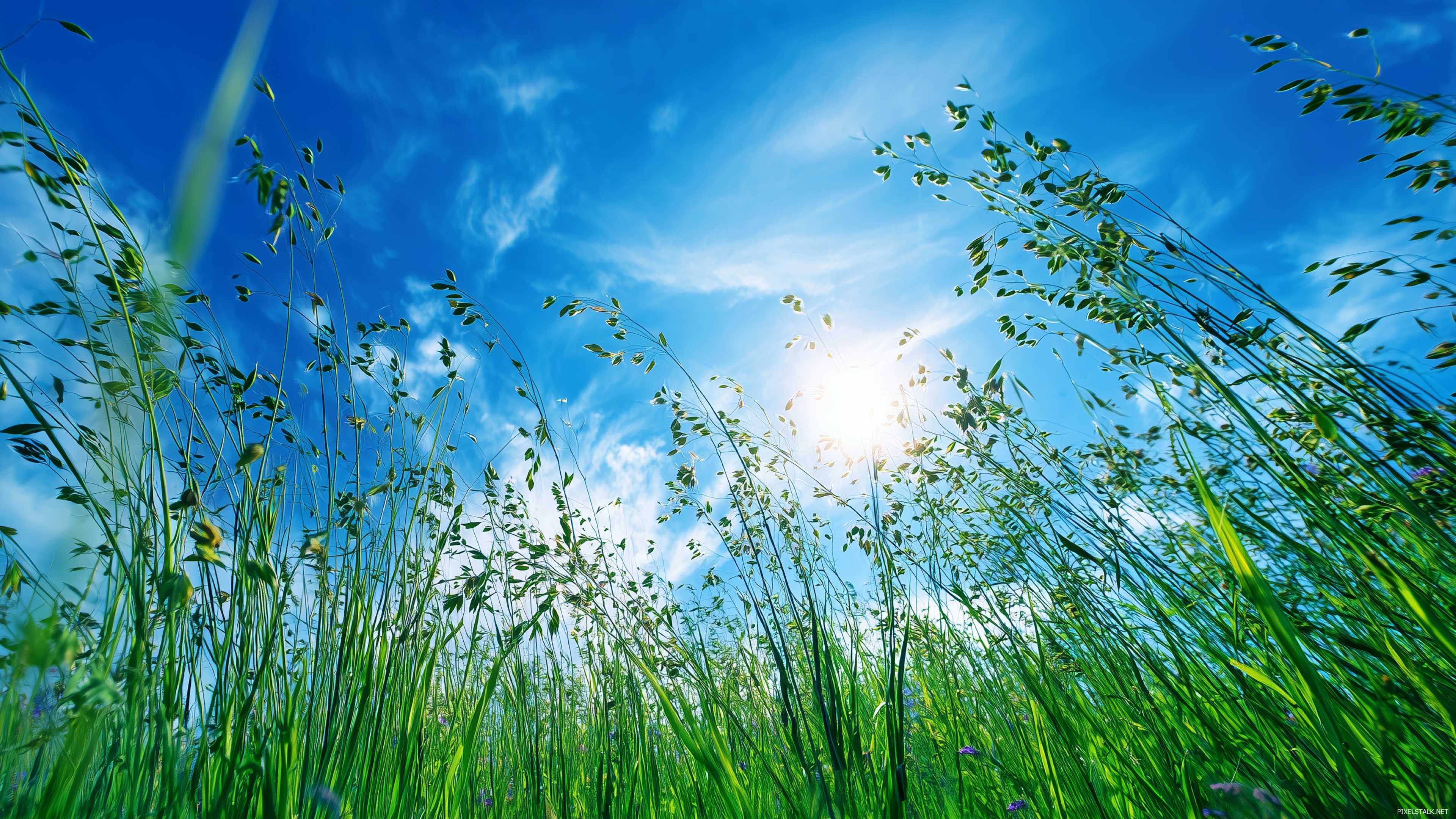 Wildflower field in vivid green wallpapers hd under a bright blu.
