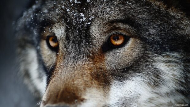 Wolf eyes wallpaper hd revealing the striking gaze of a wolf in the wild.