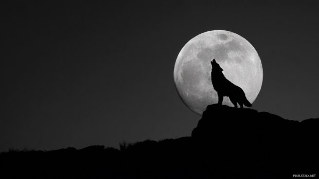 Wolf moon wallpaper hd featuring a silhouette of a wolf howling at the moon.