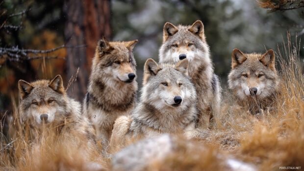 Wolf pack wallpaper hd illustrating a close knit family of wolves in their natural habitat.