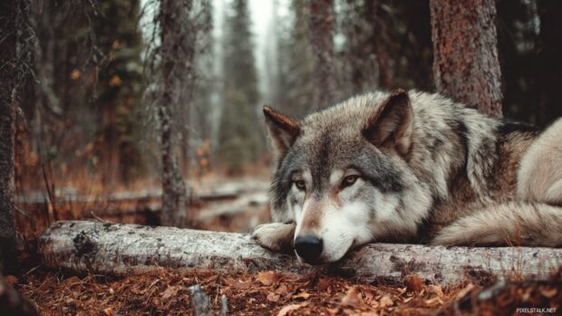 Wolf wallpaper hd for pc emphasizing a serene scene with a wolf resting in a forest.