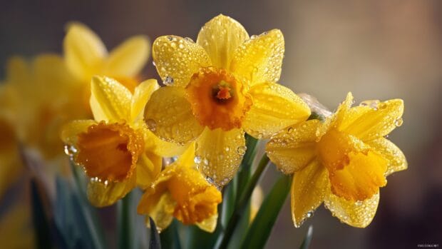 Yellow daffodil wallpaper, A close up of radiant yellow daffodils with dew drops glistening in the morning sunlight, evoking freshness and vitality.