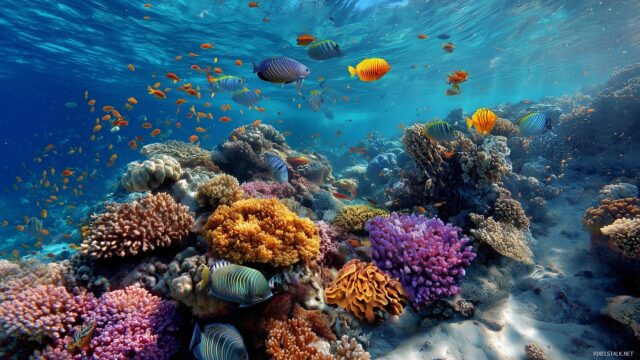 1920x1080 HD wallpaper, an underwater scene with a variety of corals and tropical fish swimming.
