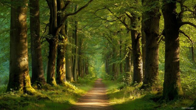 1920x1080 HD wallpaper nature landscape, a tranquil forest path lined with tall trees and dappled sunlight.