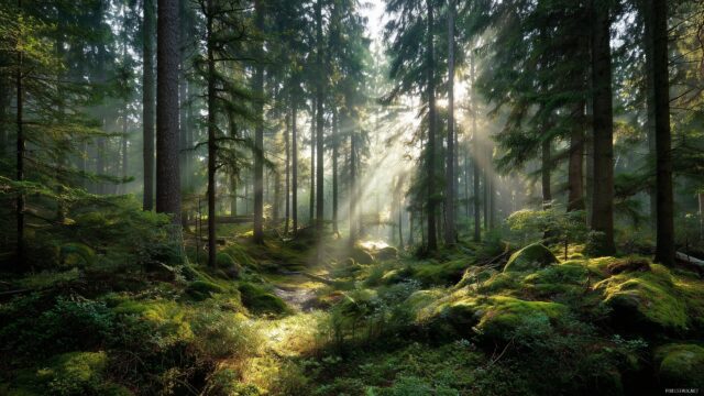 2560 X 1440 Wallpaper For Desktop, A Dense Forest With Sunlight Filtering Through The Trees, Lush Greens And Natural Beauty