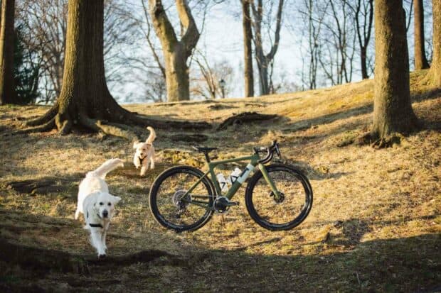Two dogs running near a 3T bike in a sunlit forest clearing, 2K Desktop Wallpaper