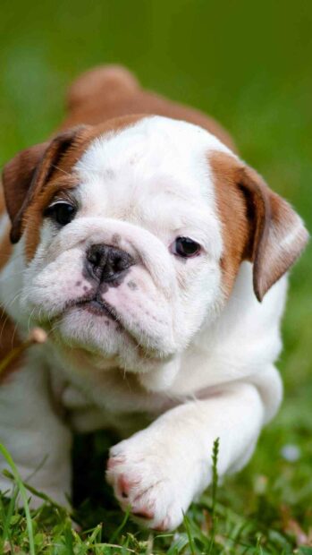 A young bulldog puppy is walking carefully on green grass outside, HD Phone Wallpaper