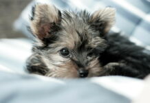 Adorable Yorkshire Terrier Puppy Close Up Soft Focus Wallpaper