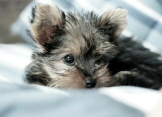Adorable Yorkshire Terrier Puppy Close Up Soft Focus Wallpaper