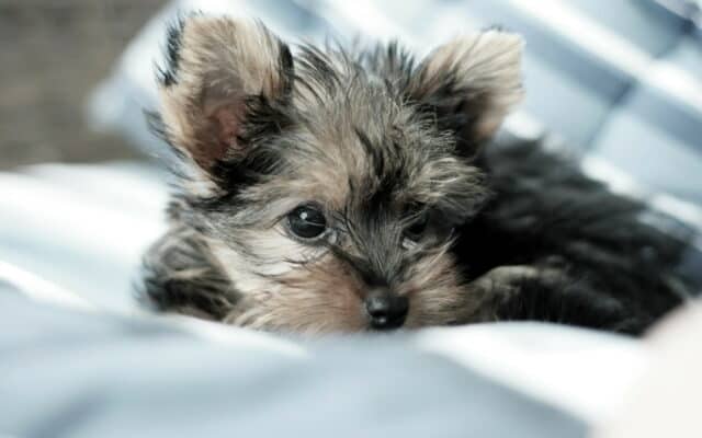 Adorable Yorkshire Terrier Puppy Close Up Soft Focus Wallpaper