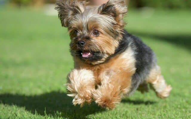 Adorable Yorkshire Terrier running on green grass Yorkshire Terrier wallpapers for desktop and mobile devices