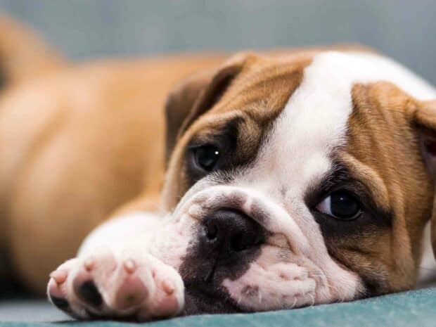 A close up of a relaxed bulldog lying down with its paw stretched out, HD Desktop Wallpaper