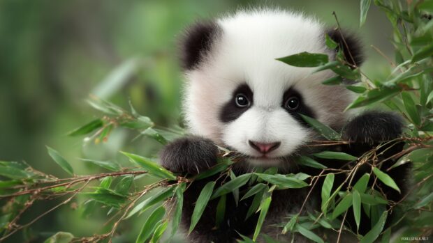 Adorable wallpapers for screens, a charming baby panda playing with bamboo in a lush green environment.