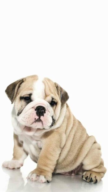 A cute bulldog puppy sits looking down against a white background, HD Mobile Wallpaper