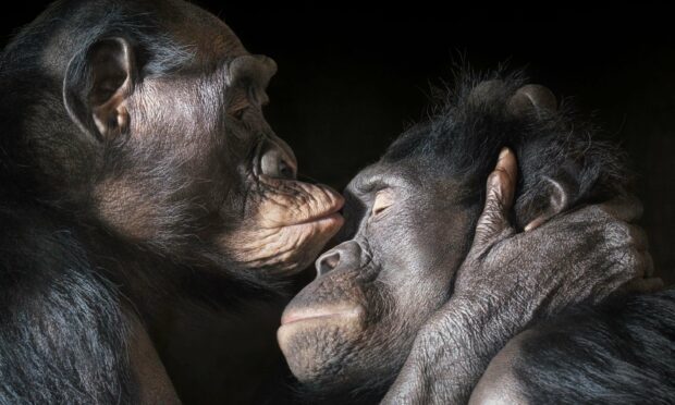 Two bonobos gently embrace and share a tender moment, 2K Desktop Wallpaper