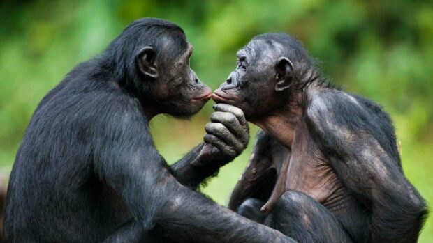 Two bonobos showing affection and touching faces in natural habitat, HD Desktop Wallpaper