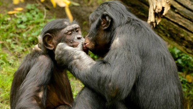 A pair of bonobos gently touching each other in a natural habitat, HD Desktop Wallpaper