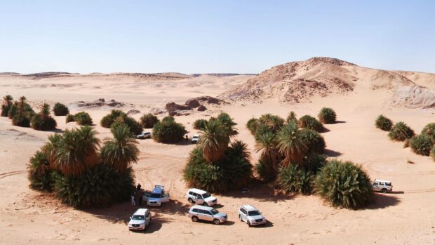 A group of vehicles is parked by palm trees in the Algerian desert oasis under a clear blue sky, HD Desktop Wallpaper