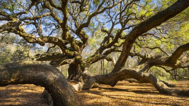 Ancient sprawling oak tree in South Carolina forest autumn leaves South Carolina wallpapers